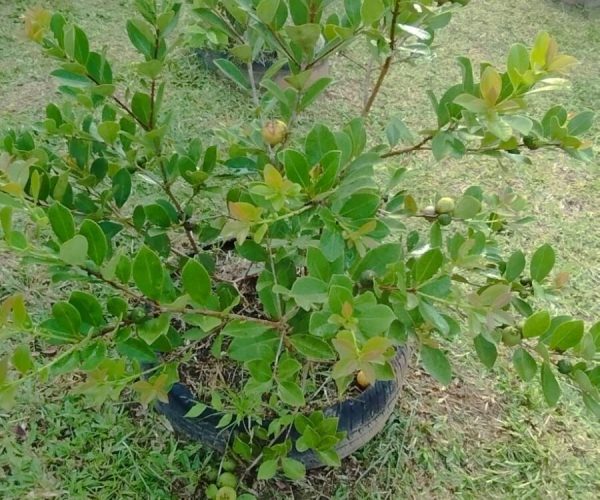 WhatsApp Image 2025-05-20 at 15.18.54